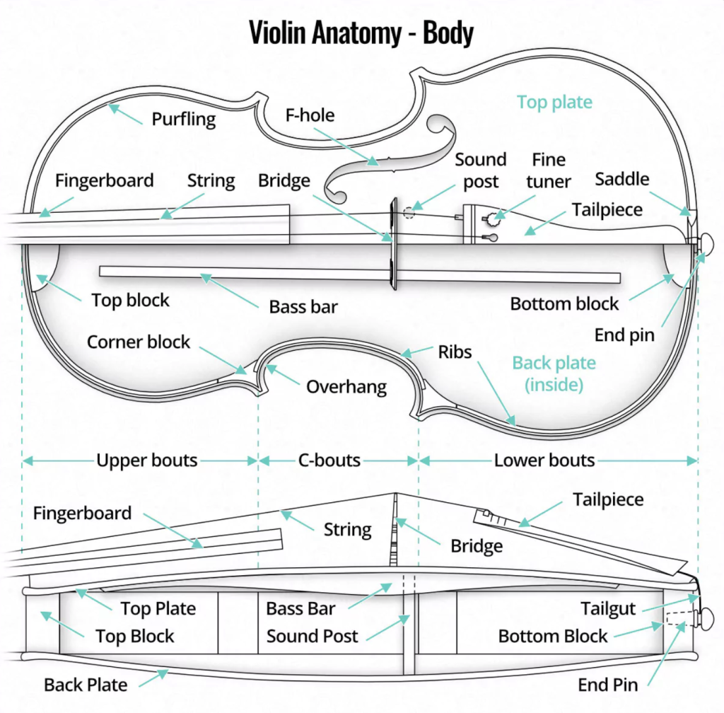các bộ phận của thân đàn violin